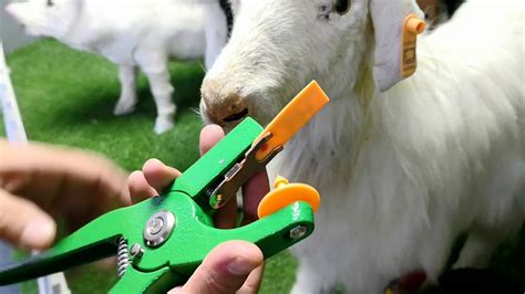 livestock ear tags for goats